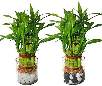 rimi Two Layer Bamboo Plant(Hybrid, Pack of 1)