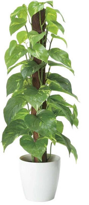 greenhousestore Money Plant(Hybrid, Pack of 1)