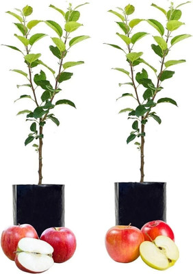 pomgardening Apple Plant(Hybrid, Pack of 1)
