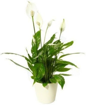 Bakuchi Peace Lily Plant(Hybrid, Pack of 1)
