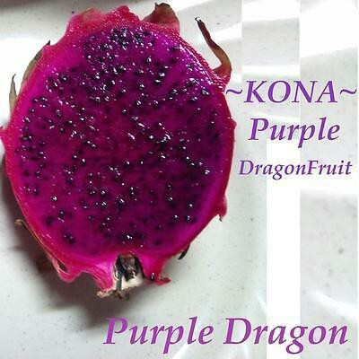 KrishnaNursery Dragon Tree(Hybrid, Pack of 1)