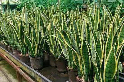 NurseryFriends Snake Plant(Hybrid, Pack of 1)