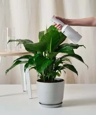Bakuchi Peace Lily Plant(Hybrid, Pack of 1)