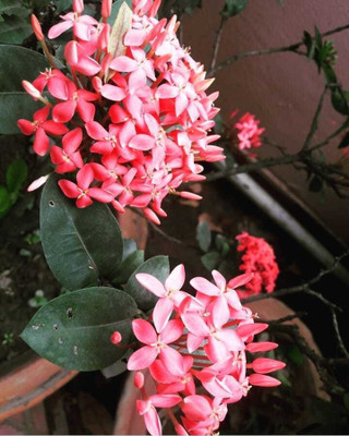 KUMUBON Trothic Ixora/Chethi Plant(Hybrid, Pack of 1)