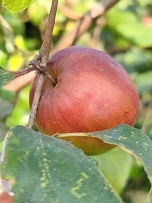 Bakuchi Ber Apple Plant(Hybrid, Pack of 1)