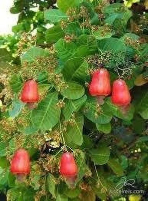 Bakuchi Cashew Apple Plant(Hybrid, Pack of 1)