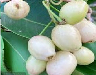the green dotcom Jamun Plant(Hybrid, Pack of 1)