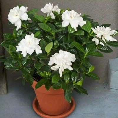 LeaflinksPlants Jasmine Plant(Hybrid, Pack of 1)