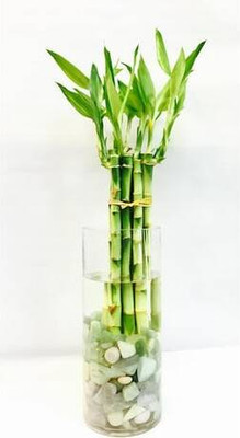 ARYAN EVERGREEN Two Layer Bamboo Plant(Hybrid, Pack of 1)