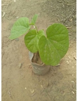 pankaj nursery Giloy Plant(Pack of 1)