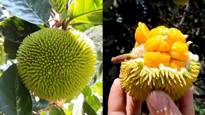 the green dotcom Jackfruit Plant(Hybrid, Pack of 1)