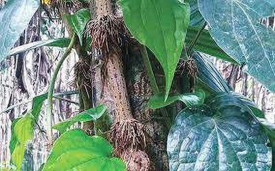 Cloud Farm ZZ Plant(Hybrid, Pack of 1)
