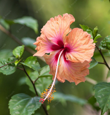 rimi Hibiscus Plant(Hybrid, Pack of 1)