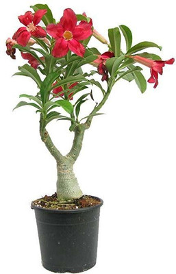 Bakuchi Adenium Plant(Hybrid, Pack of 1)