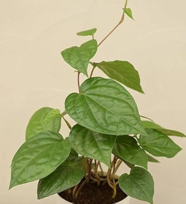 Bakuchi Betel Leaf Plant(Hybrid, Pack of 1)