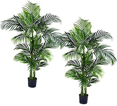 Cloud Farm Areca Palm(Hybrid, Pack of 2)
