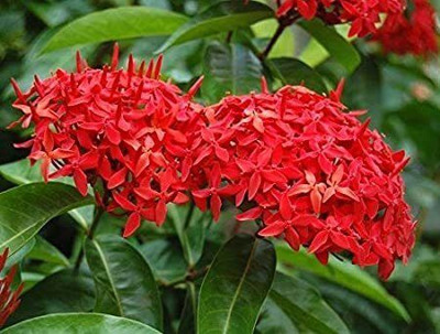 Bakuchi Trothic Ixora/Chethi Plant(Hybrid, Pack of 1)