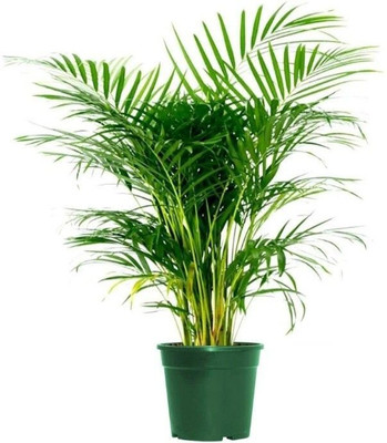 Bakuchi Areca Palm(Hybrid, Pack of 1)