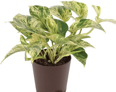Aquinnah Money Plant(Hybrid, Pack of 1)