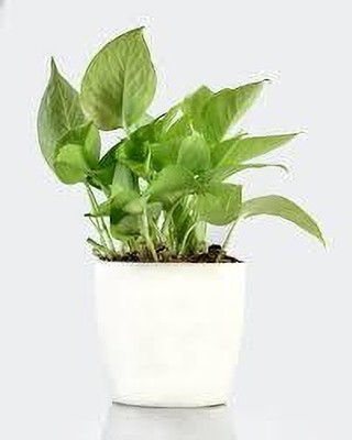 ABEFARIYA Money Plant(Hybrid, Pack of 1)