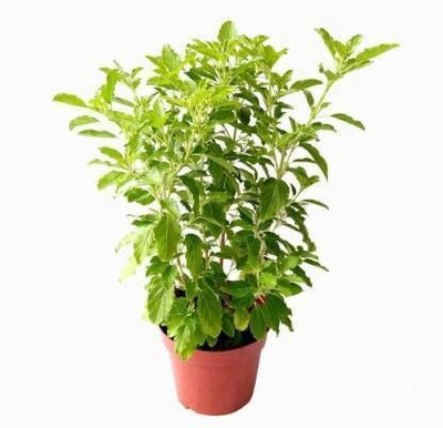 rimi Tulsi Plant(Hybrid, Pack of 1)