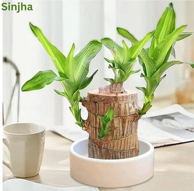 RADHE SALES Mini Brazalian wood(Pack of 1)
