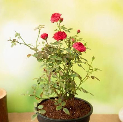 Oxygreenplant Rose Plant(Hybrid, Pack of 1)