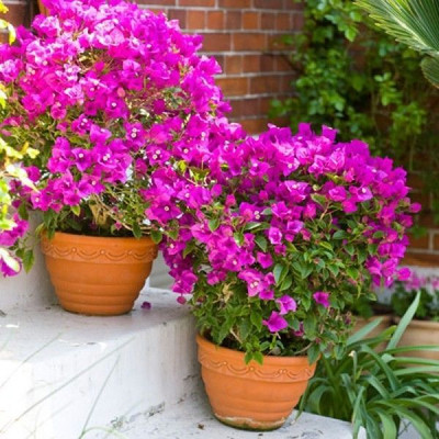 Bakuchi Bougainvillea Plant(Hybrid, Pack of 1)