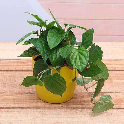 Bakuchi Betel Leaf Plant(Hybrid, Pack of 1)
