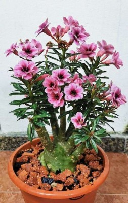 Cloud Farm Adenium Plant(Hybrid, Pack of 1)