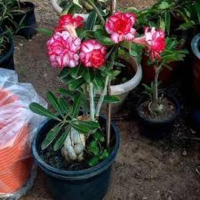 Bakuchi Adenium Plant(Hybrid, Pack of 1)