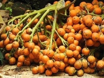 Platone Betel Nut/Supari Plant(Hybrid, Pack of 1)