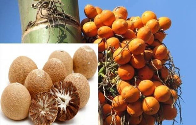 Bakuchi Betel Nut/Supari Plant(Hybrid, Pack of 1)