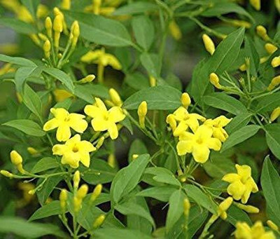 the green dotcom Jasmine Plant(Hybrid, Pack of 1)