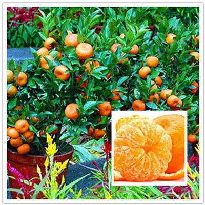 MAITRA AND SONS Sweet Lemon Plant(Hybrid, Pack of 1)