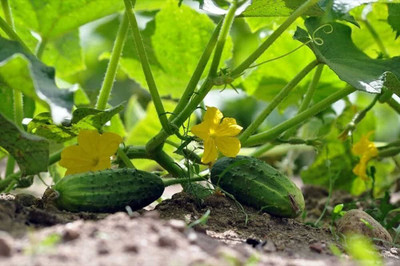 MAMONI TRADERS Cucumber seeds hybrid PACK OF 50 Seed(50 per packet)
