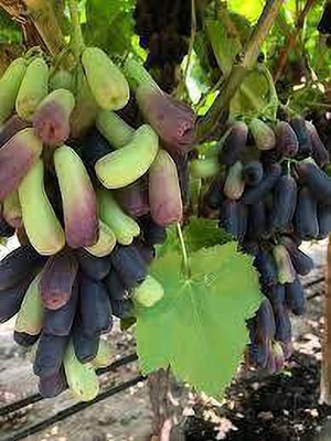 Bakuchi Grape Plant(Hybrid, Pack of 1)