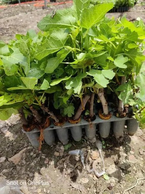 GreenyOn Gular/Cluster Fig Plant(Hybrid, Pack of 1)