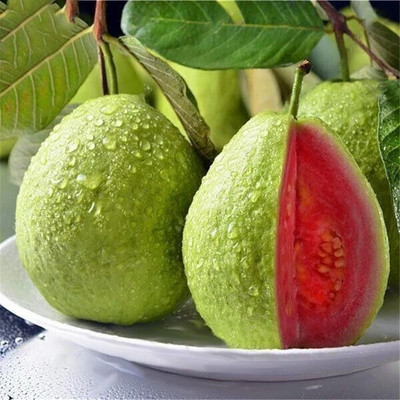 Yashiv Guava Plant(Hybrid, Pack of 1)