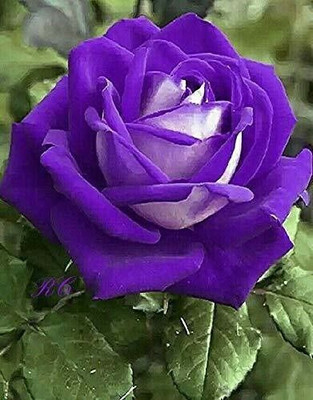 Bakuchi Rose Plant(Hybrid, Pack of 1)