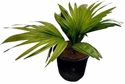 Bakuchi China Palm Plant(Hybrid, Pack of 1)