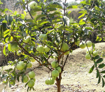 EZtect Guava Plant(Hybrid, Pack of 1)