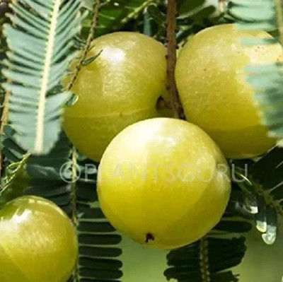 rimi Amla Plant(Hybrid, Pack of 1)