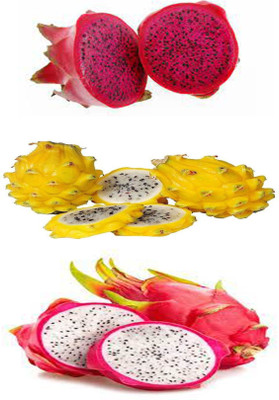 rimi Dragon Tree(Hybrid, Pack of 1)