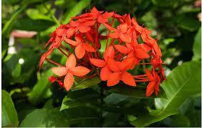 MondalVarieties Ixora Plant(Hybrid, Pack of 1)