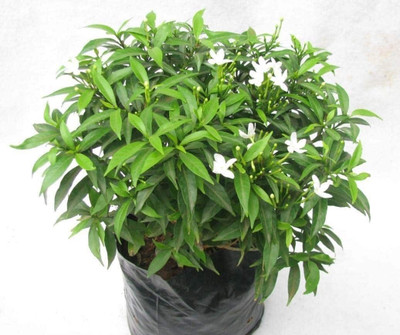rimi Night Bloom Jasmine Plant(Hybrid, Pack of 1)