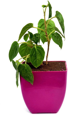 SHREYAGREEN Betel Leaf Plant(Hybrid, Pack of 1)