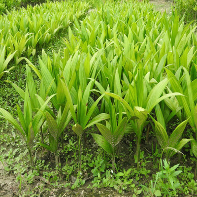 Agacha Betel Nut/Supari Plant(Hybrid, Pack of 1)