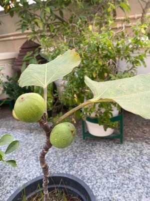 Bakuchi Ficus Plant(Hybrid, Pack of 1)
