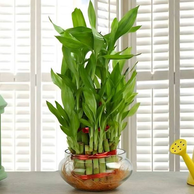 PETALFLEUR Two Layer Bamboo Plant(Hybrid, Pack of 1)